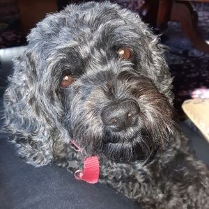 Meet your Posher, Leslie